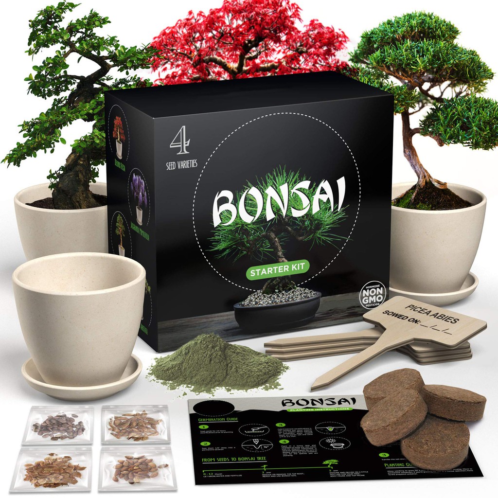 Bonsai Tree Bundle  Collection of 5 Seedlings –