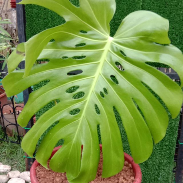 Online_Nursery_Malaysia, Online Shop Shopee Malaysia