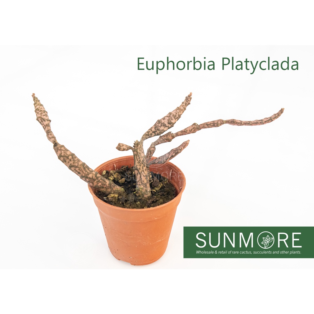 A vegetable zombie: Euphorbia platyclada