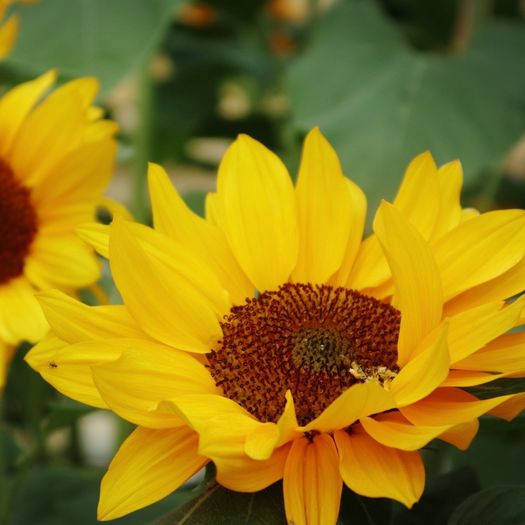 JH Power, Online Shop Shopee Malaysia