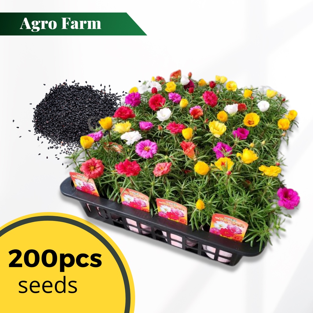 Japanese Rose Seed Rose Moss Flower Seed Biji Bunga Rose Jepun Benih  Bunga 重瓣太阳花种子 Shopee Malaysia