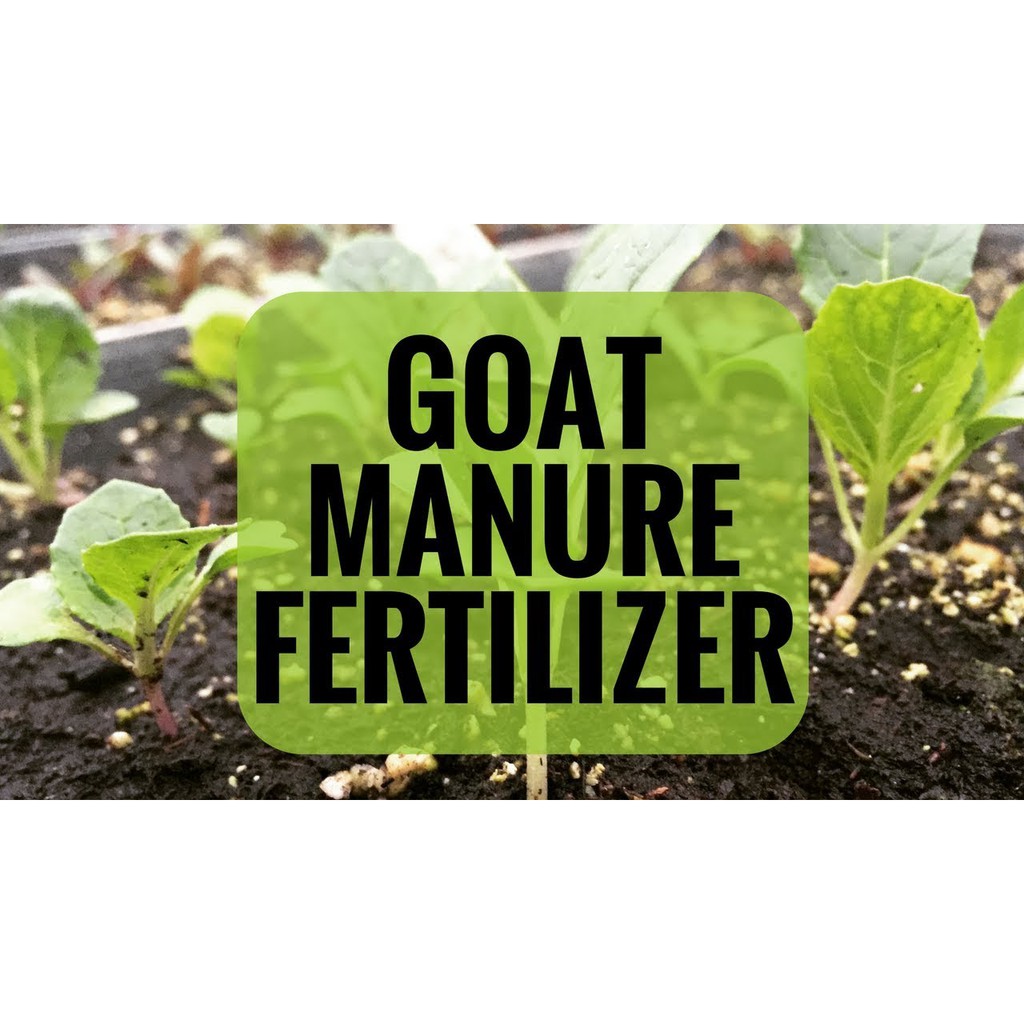 Goat Manure Fertilizer: Goat Manure In The Garden