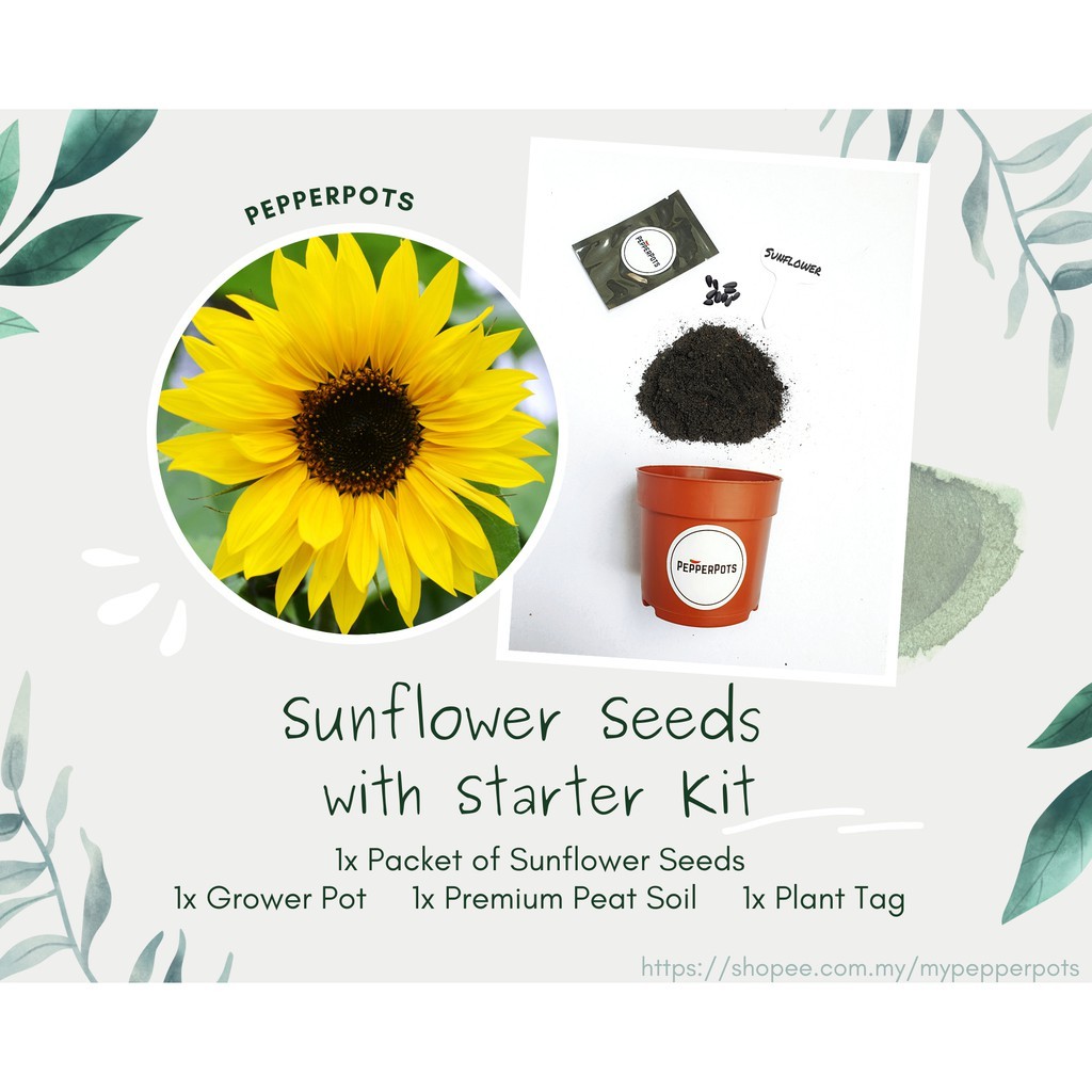 Chocolate Sunflower Seeds - 10 Seed *Pot Friendly* Tanam Pasu, Benih Bunga  Matahari Coklat 巧克力向日葵 - Mango Garden, Furniture & Home Living, Gardening,  Plants & Seeds on Carousell