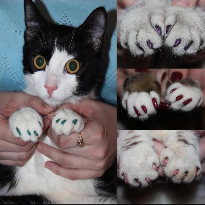 Cat store silicone nails