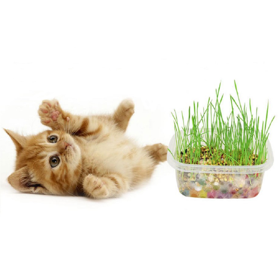 Pet Grass Self Grow Natural Pure Mud Healthy Cat Food Plant Kit