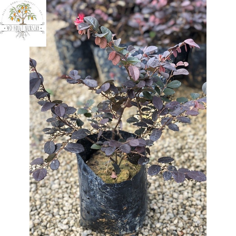WD FRUIT NURSERY, Online Shop Shopee Malaysia