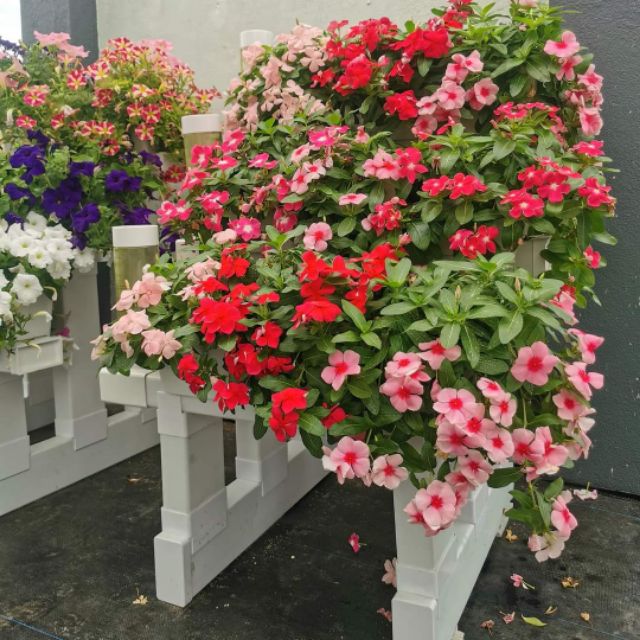 mini.kebun, Online Shop | Shopee Malaysia