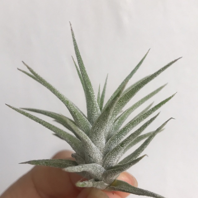 Air Plant Tillandsia Ionantha Vanhyningii (small) | Shopee Malaysia