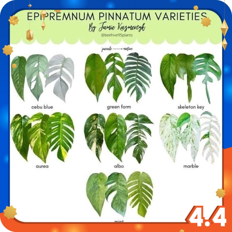 Epipremnum Pinnatum Mint 