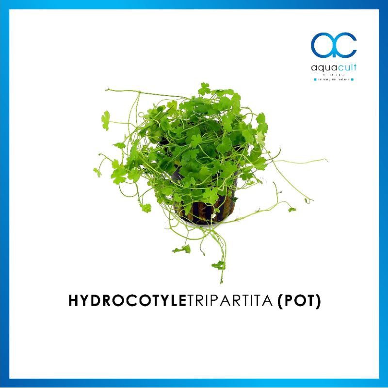 BUY 2 GET 1 FREE Hydrocotyle Tripartita Sp. Japan-easy Live 