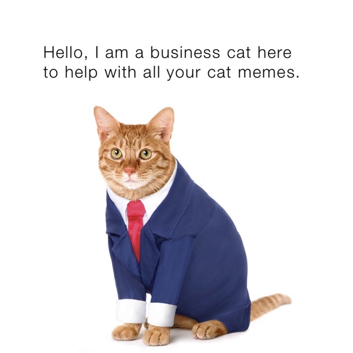 business cat meme