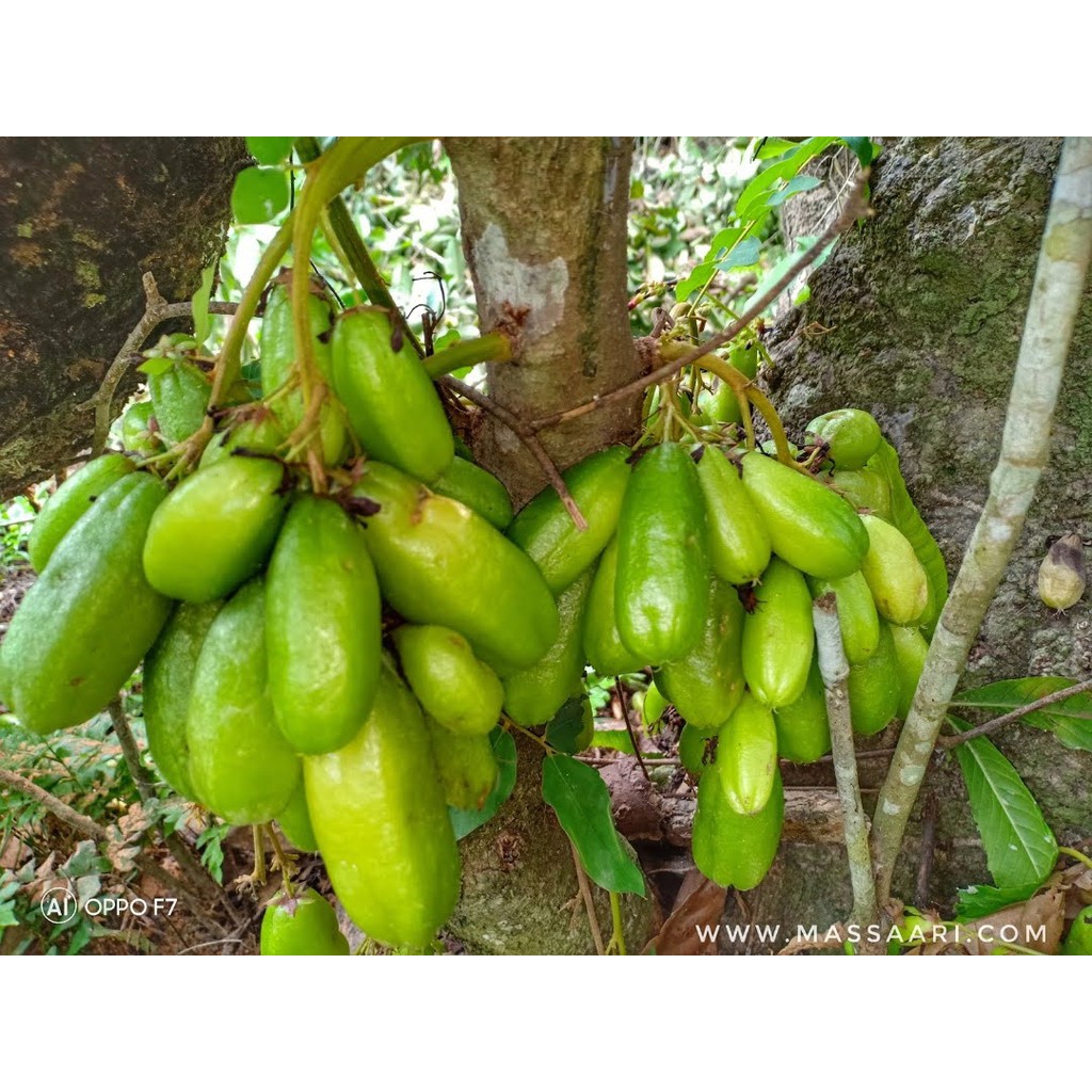 belimbing buluh  pokok belimbing buluh  anak benih belimbing buluh   belimbing buloh | Shopee Malaysia
