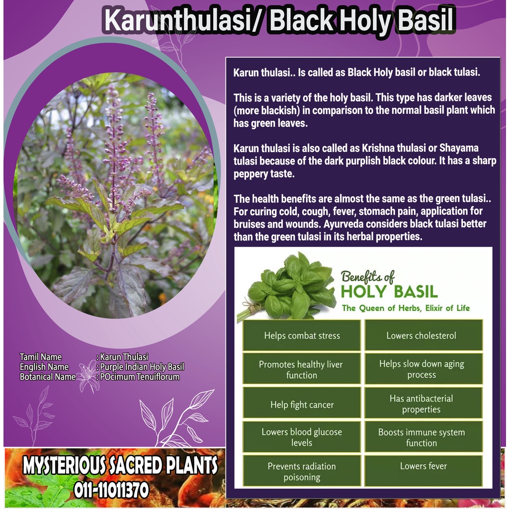 LIVE PLANT KARUNTHULASI PURPLE BLACK HOLY BASIL Shopee Malaysia