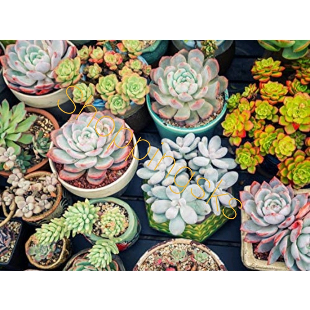 How to Grow Plants from Succulent Seeds