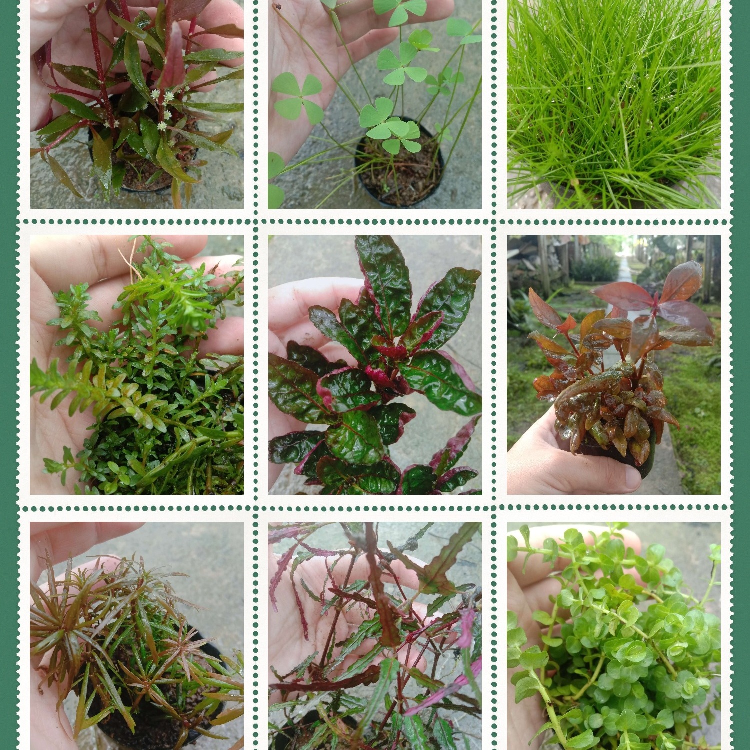 SABAH LEE WATER PLANT, Online Shop Shopee Malaysia