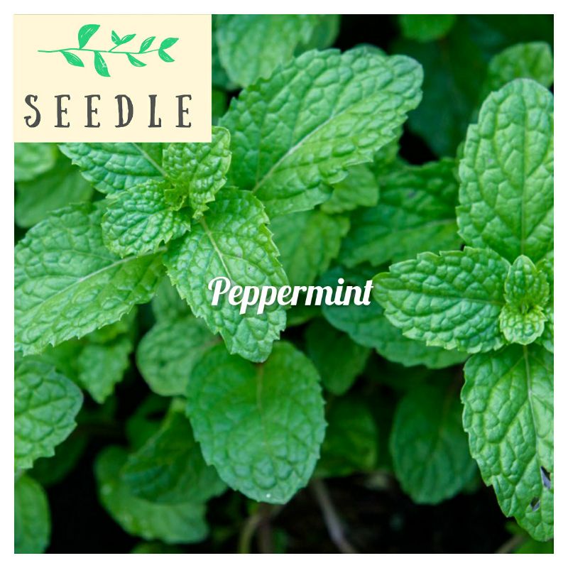 Difference between Peppermint and Mint