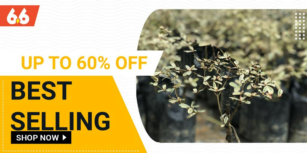 WD FRUIT NURSERY, Online Shop Shopee Malaysia