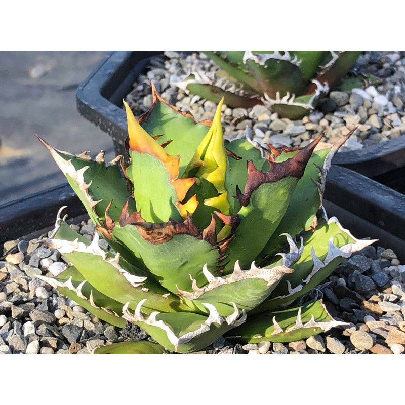 ModestaPlants – Agave Titanota Red Catweazle 红猫严龙 仁王冠 │ Rare Succulent 龙舌兰  赤猫 live plant