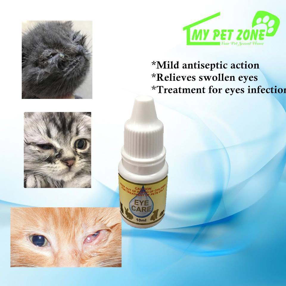 Cats - Eyes We Help - Eye Care for Animals - Eye Care for Animals