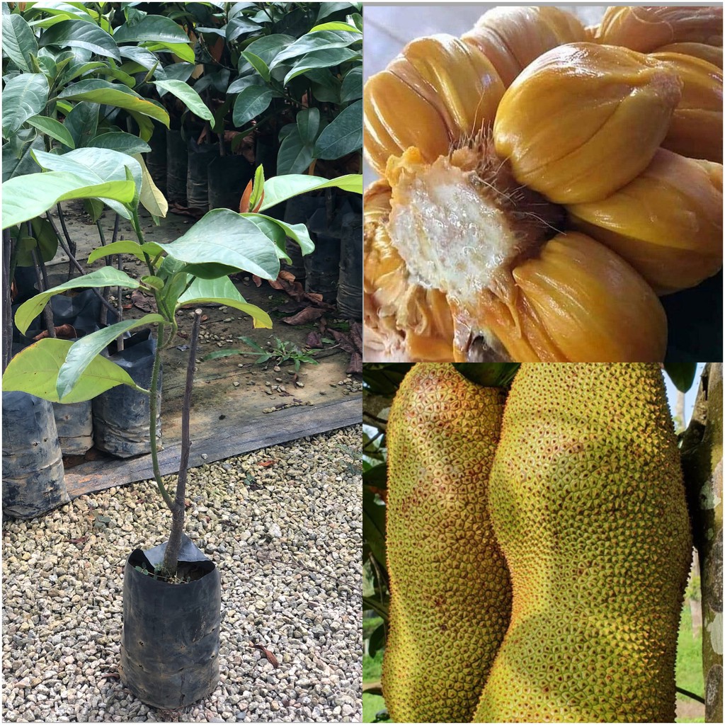 WD FRUIT NURSERY, Online Shop Shopee Malaysia