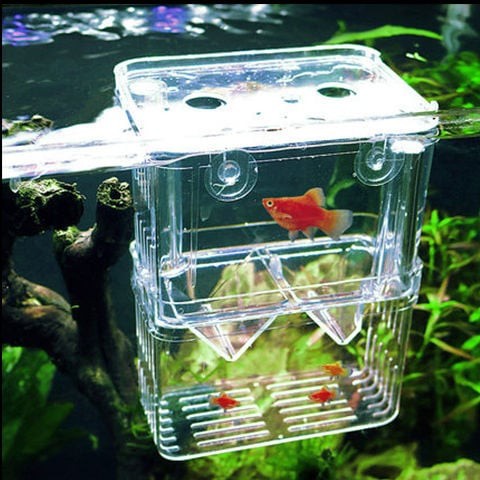 Guppy best sale breeding box