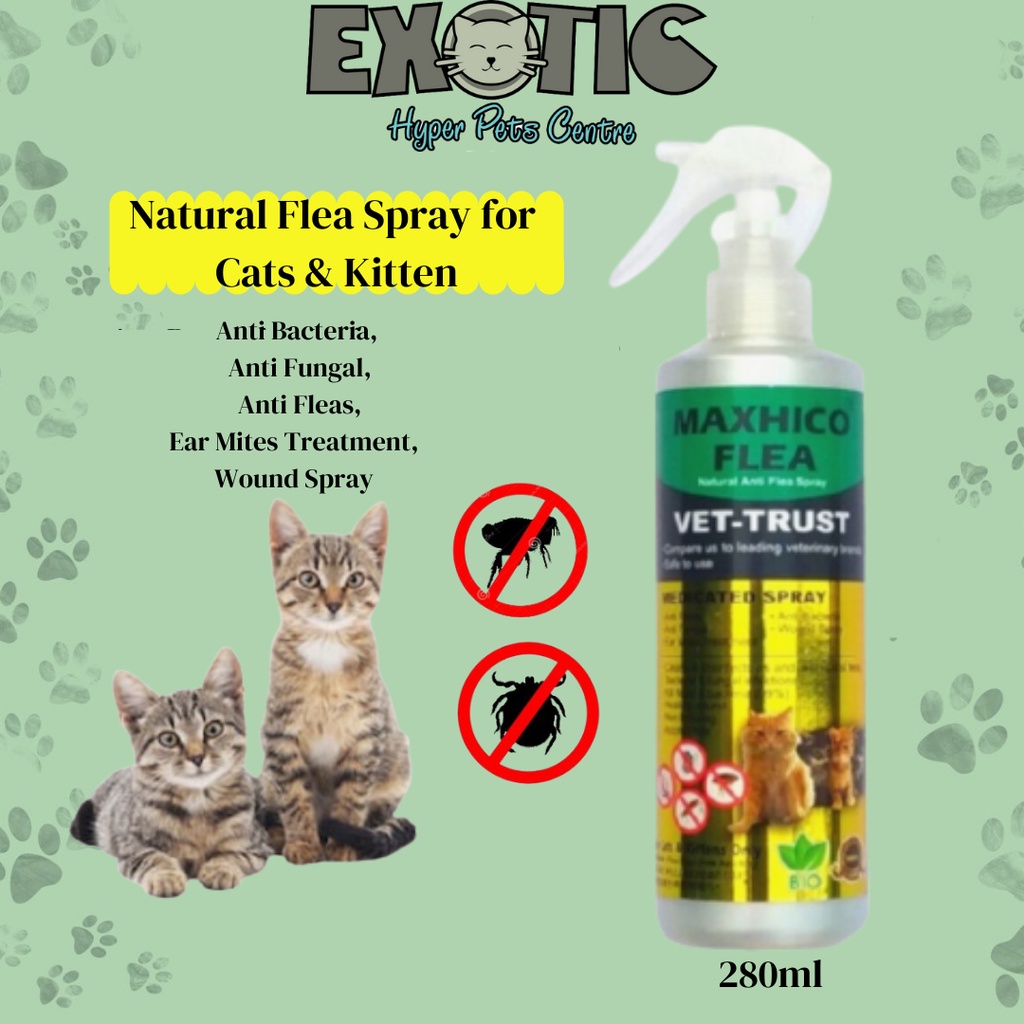 Natural kitten flea treatment best sale