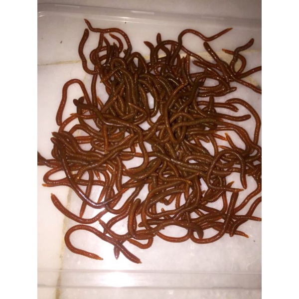 Cacing getah murah / fake worm / umpan pancing