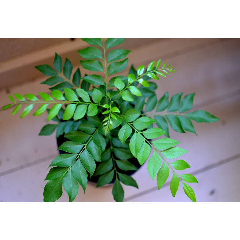 Curry Leaf Plants And Seeds Chandler AZ, 43% OFF