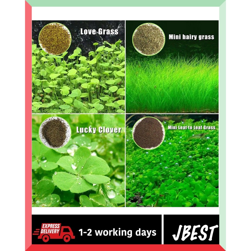 Aquarium Grass Seeds lucky Clover Aquarium Plant 