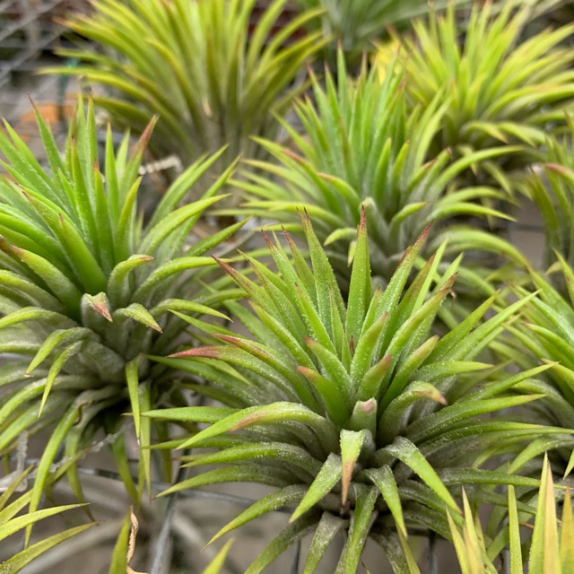 tillandsia ionantha thick leaf air plant | Shopee Malaysia