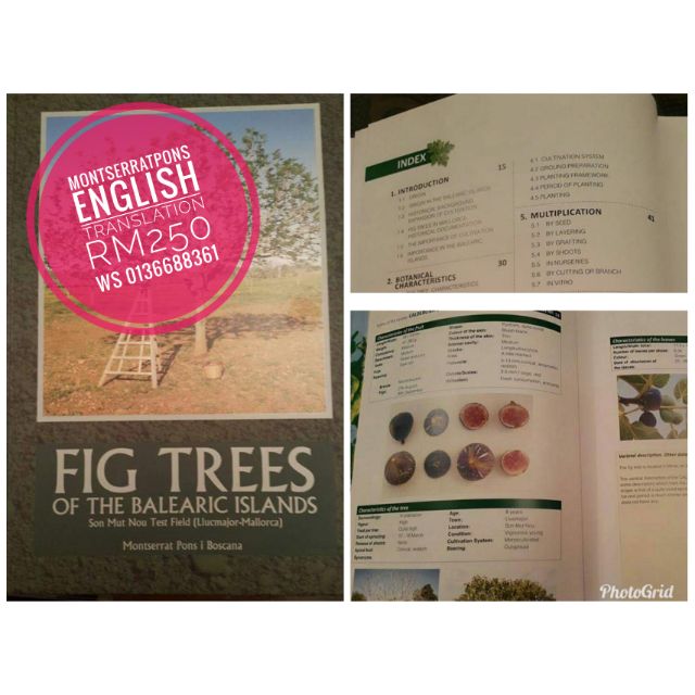 Buku FIG TREES of Balearic Islands (ENGLISH) | Shopee Malaysia