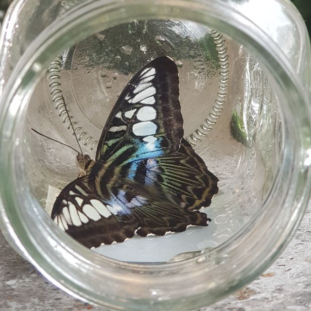 MaMeMo Online Shop Shopee Malaysia