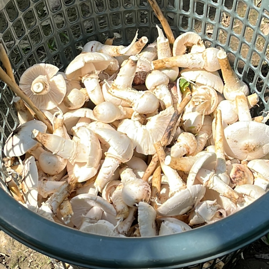 Korean Foods, Online Shop Shopee Malaysia