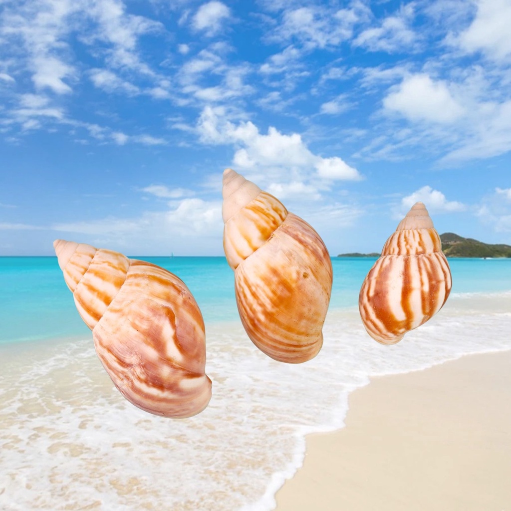 Ready Stock] 200g Beach Sea Shells Basket Mix Seashell Shell Craft