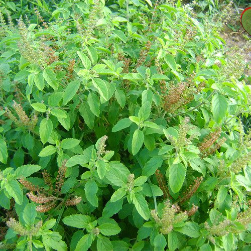 Holy Basil Ocimum Sanctum Tulsi green tulsi hijau Pokok Herba