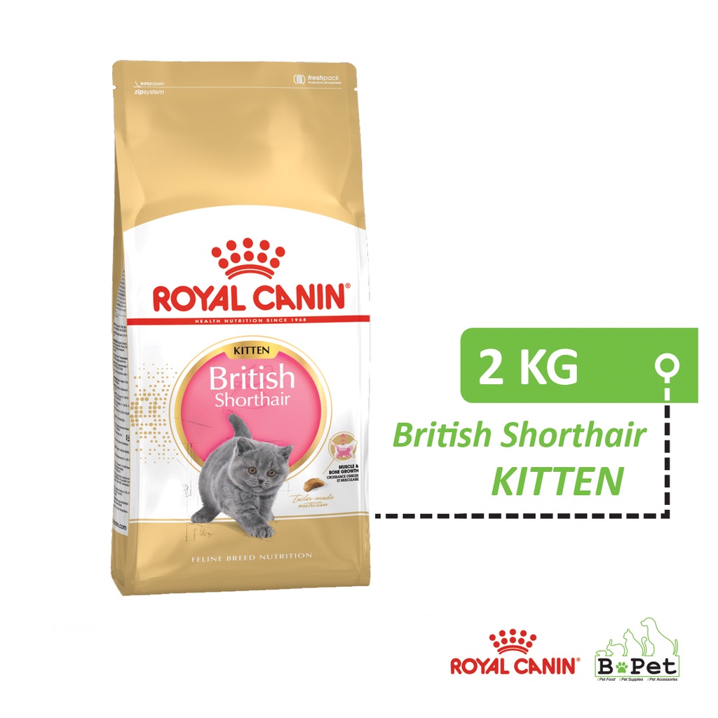 British shorthair kitten food sales