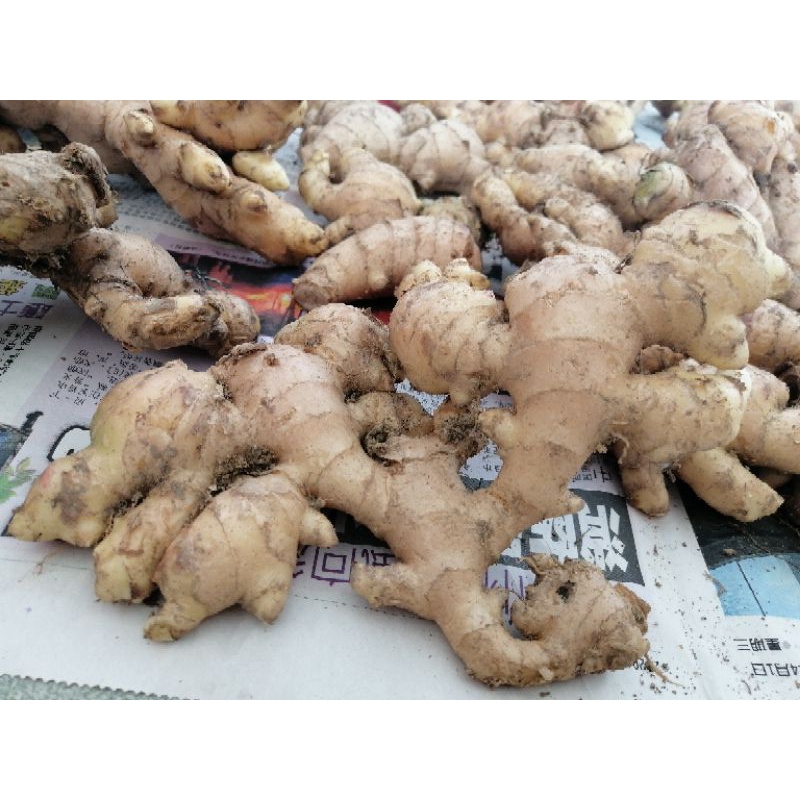 文冬姜(1kg）100% Bukit Tinggi Bentong Ginger, Bentong Halia