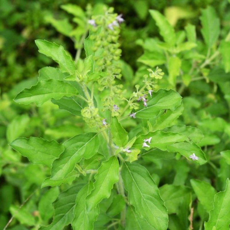 Ocimum Sanctum Commonly known as Holy Basil Thulasi Plant