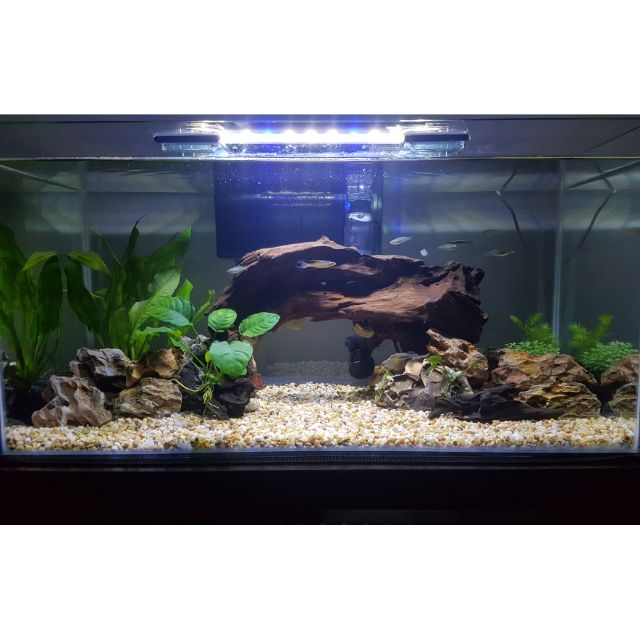 2 feet 2025 aquarium decoration