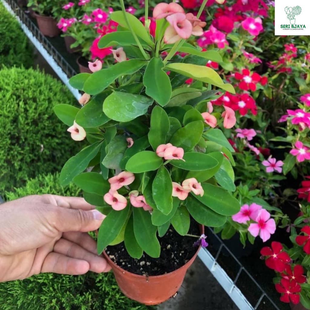 Crown of Thorns 'Crimson Splash' (Euphorbia milii hybrid)