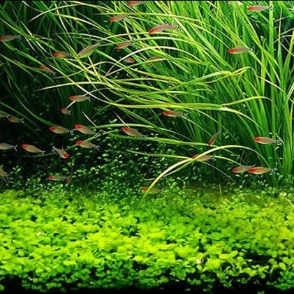 Fish Forest Pet Store, Online Shop | Shopee Malaysia