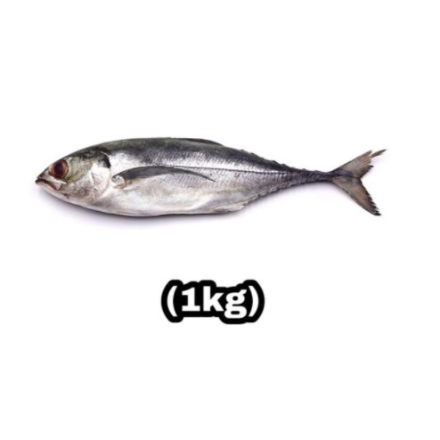 Cencaru(Scad Fish)1Kg Approx Weight Online at Best Price