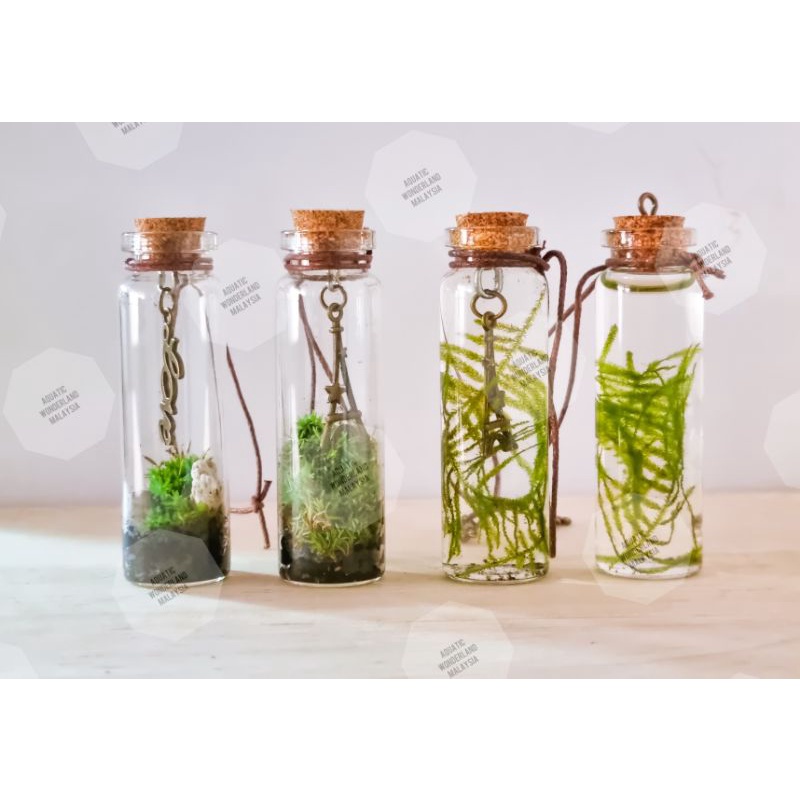 Terrarium keyring 2025