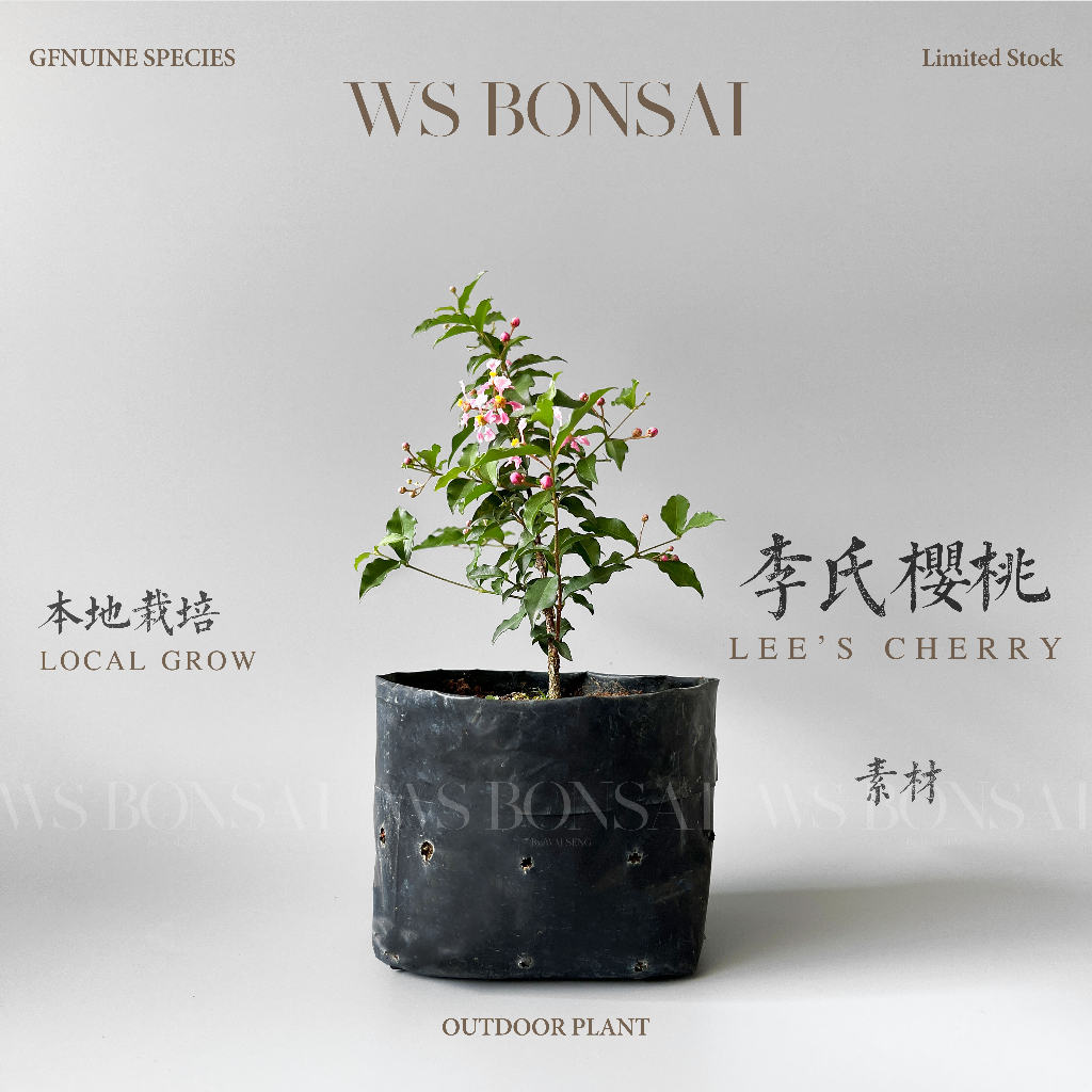 Bonsai Scissors 18 cm/7 inch Bairyu Made in Japan