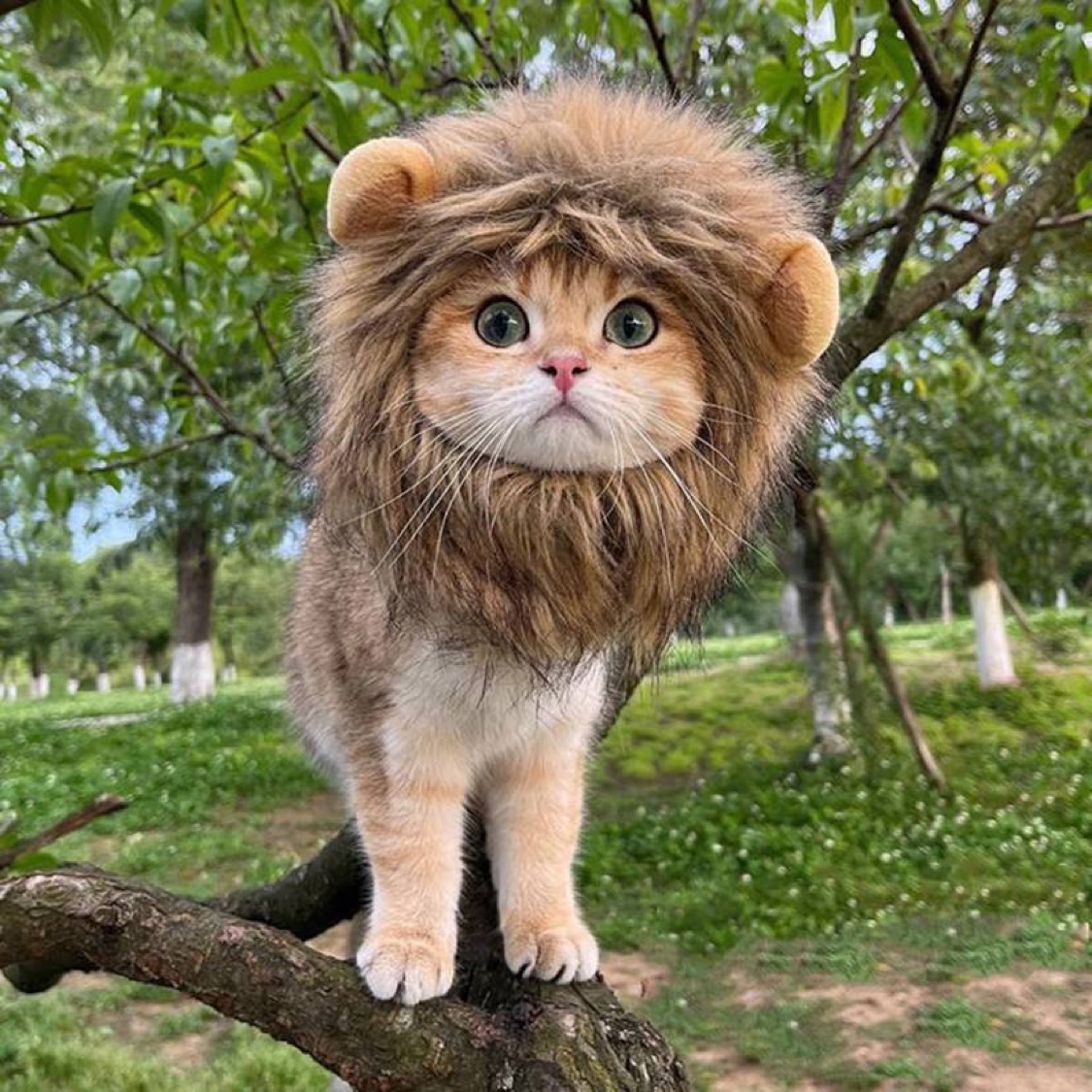CatMeowPet, Online Shop | Shopee Malaysia