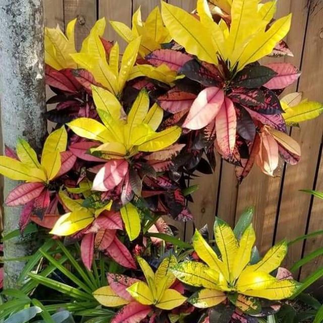 Online Shop Shopee Malaysia