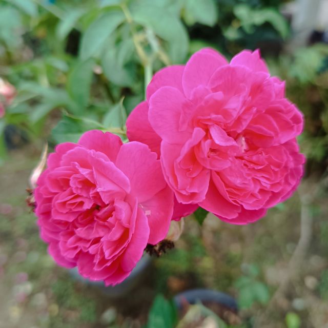 PHIANG FAN GARDEN, Online Shop | Shopee Malaysia
