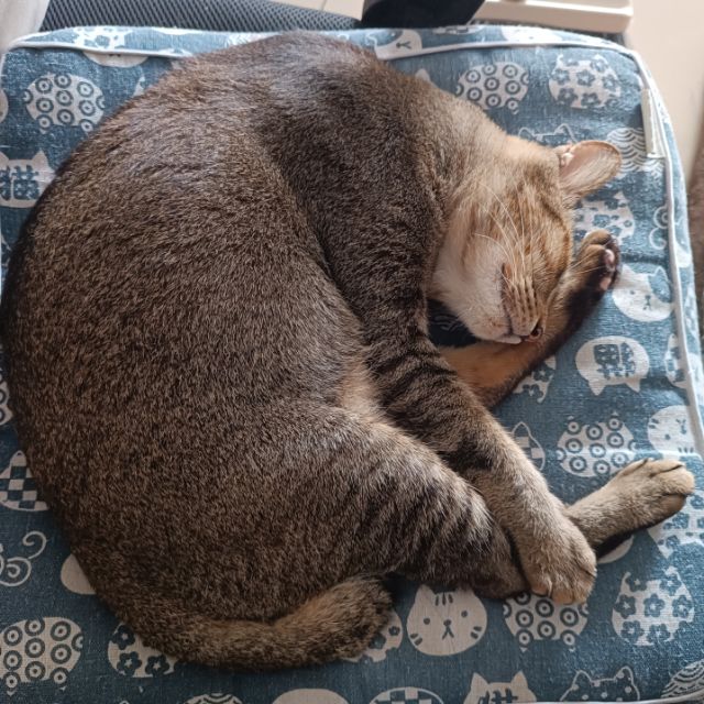 I have a cat Shop, Online Shop | Shopee Malaysia