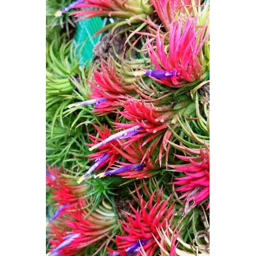 Tropical Selection's - Tillandsia ionantha thick leaf. | Shopee