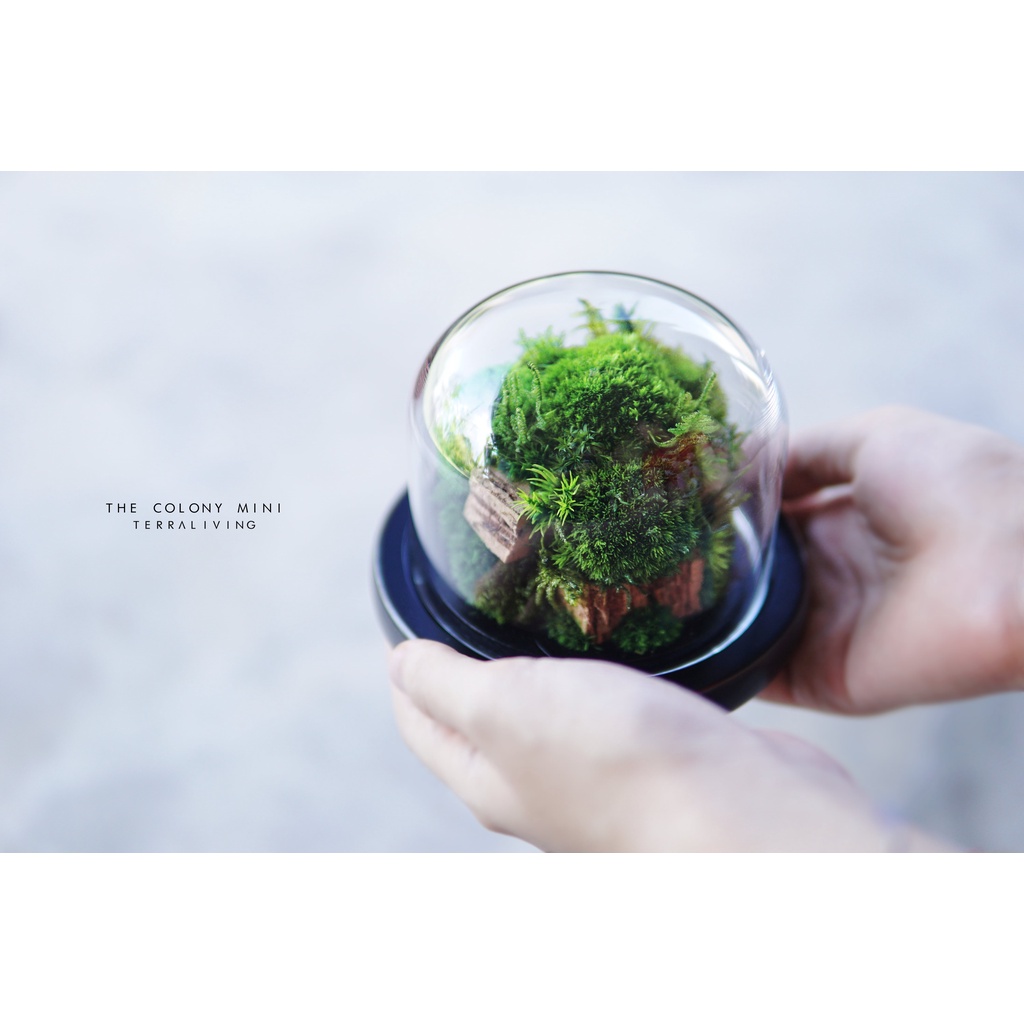 TerraLiving: Malaysian Startup Designing Artistic Moss Terrariums